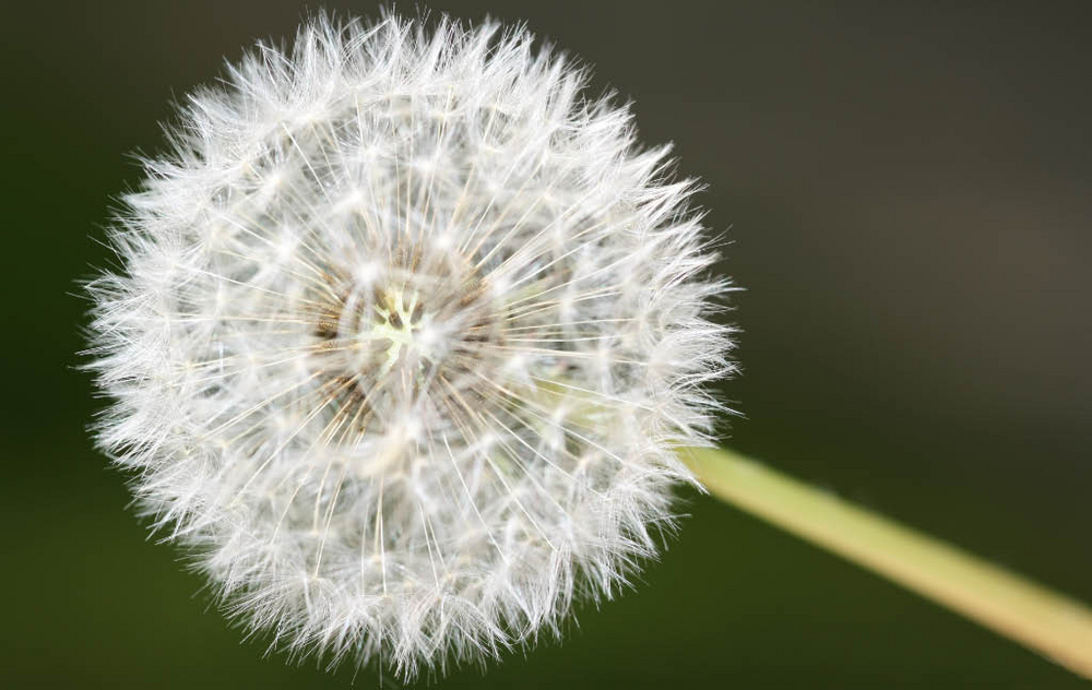 Flauschflieger