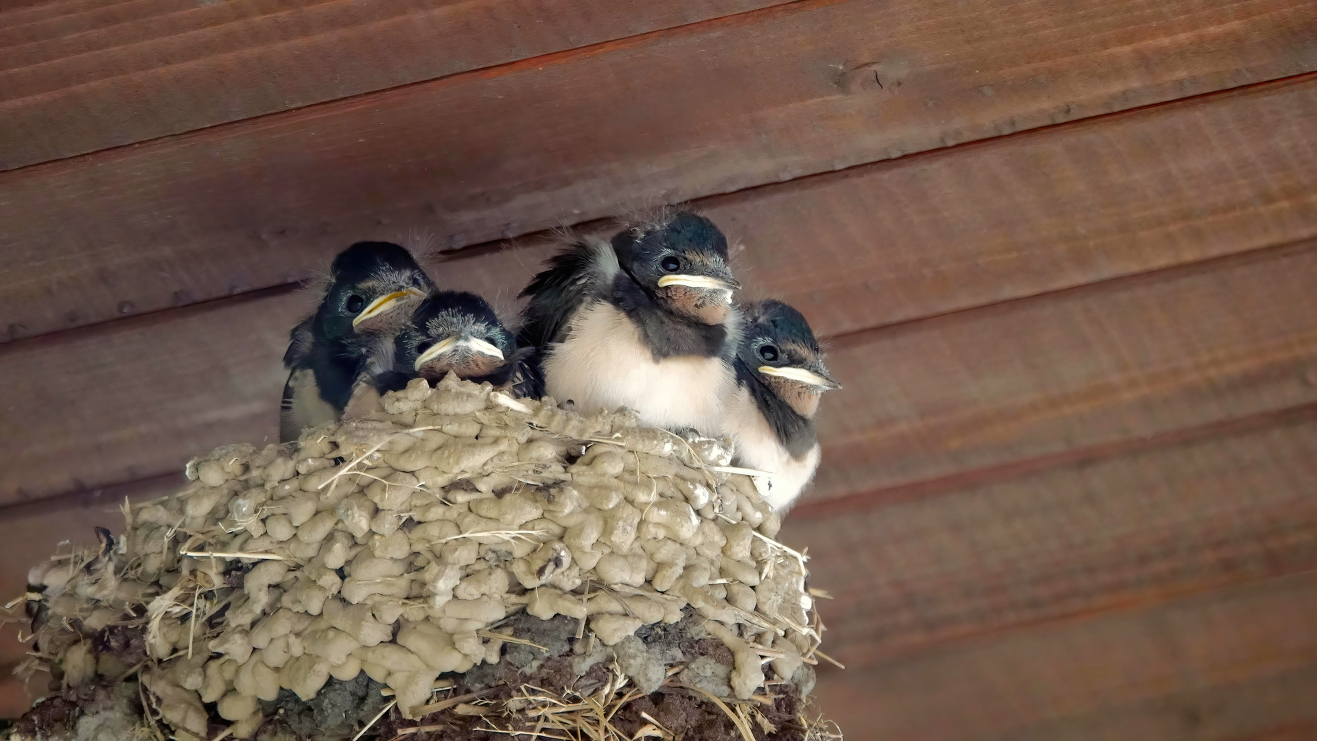 Flauschi-Schwalbis im Nest