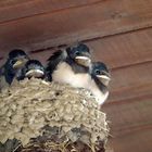 Flauschi-Schwalbis im Nest