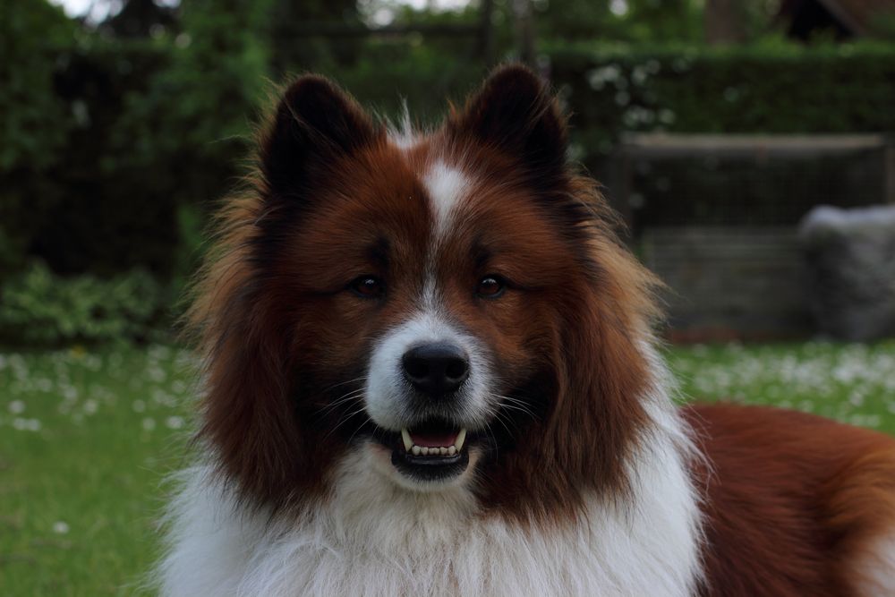 Flauschig Foto & Bild hunde, natur, portrait Bilder auf