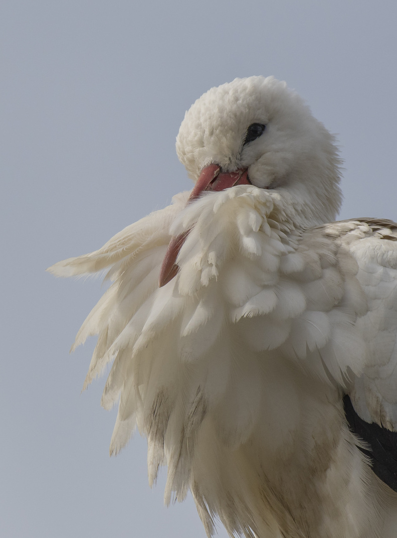 flauschig