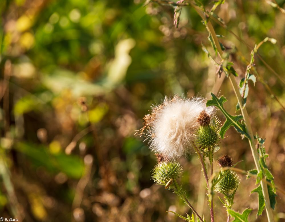 Flauschig (1)