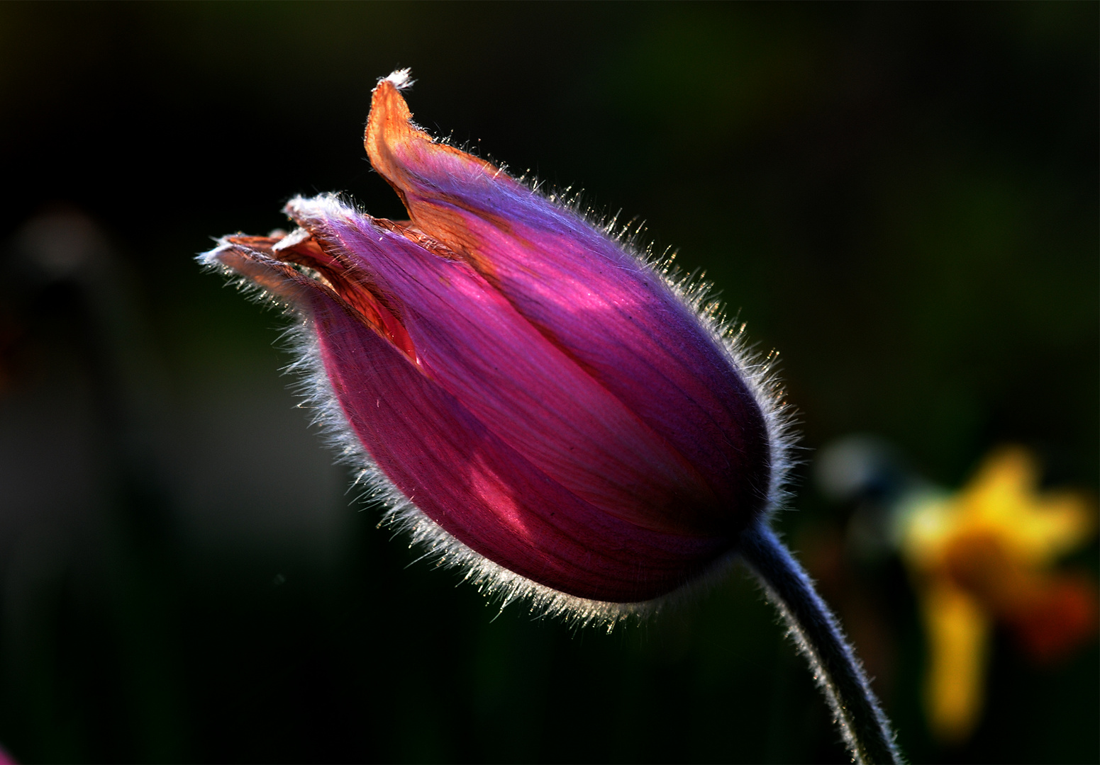 Flauschig