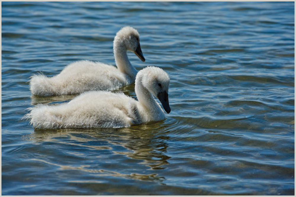 Flauschig.....