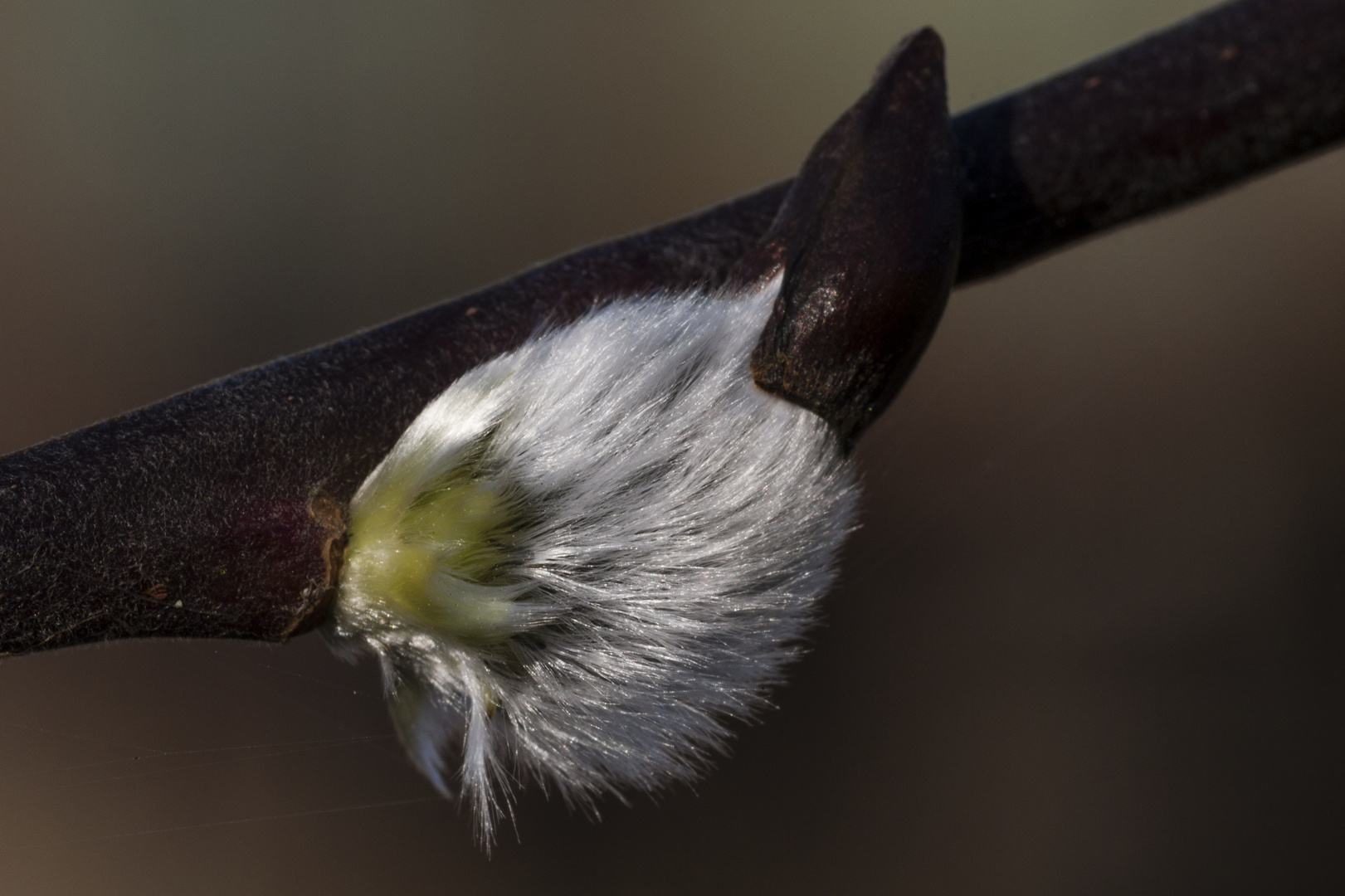 Flauschig