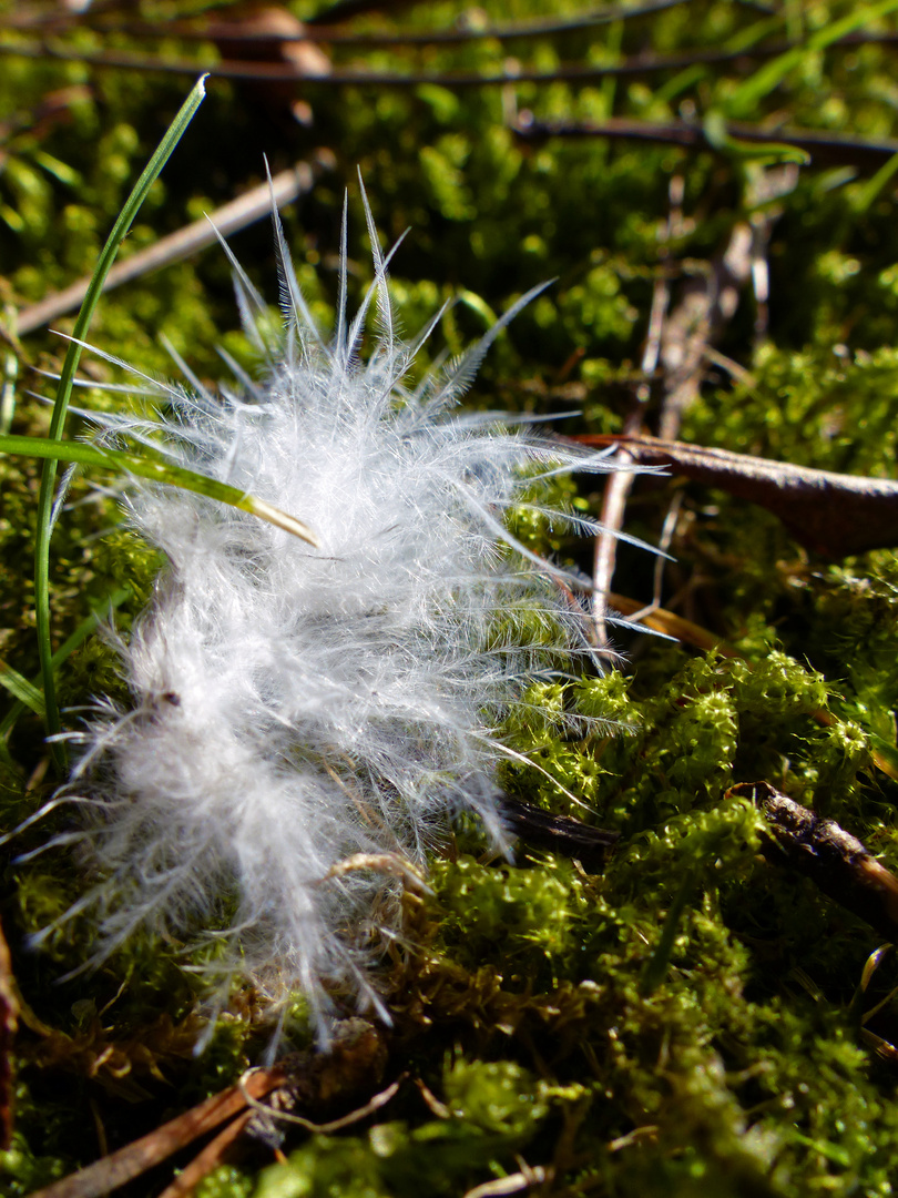 Flauschig