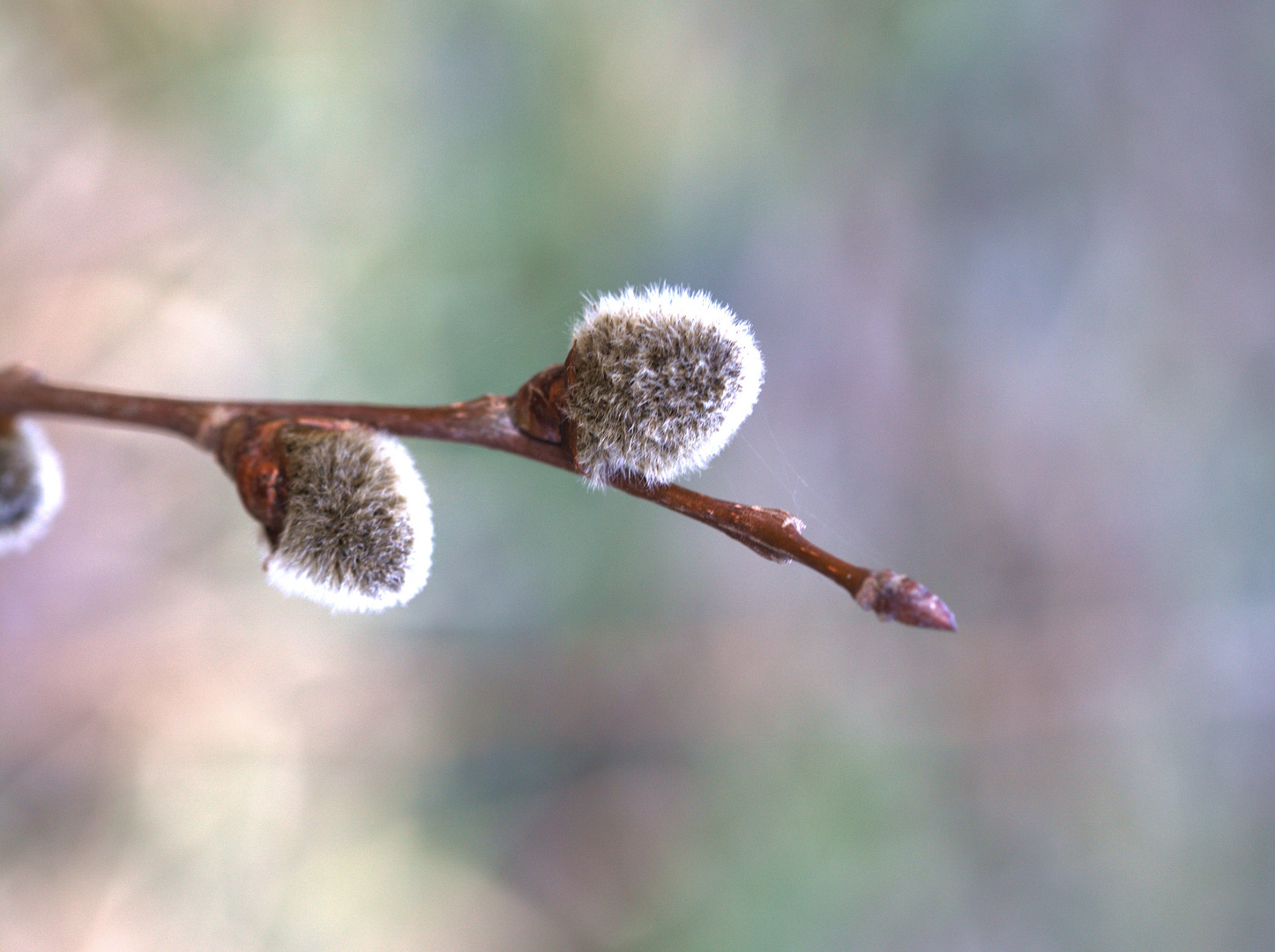 flauschig 