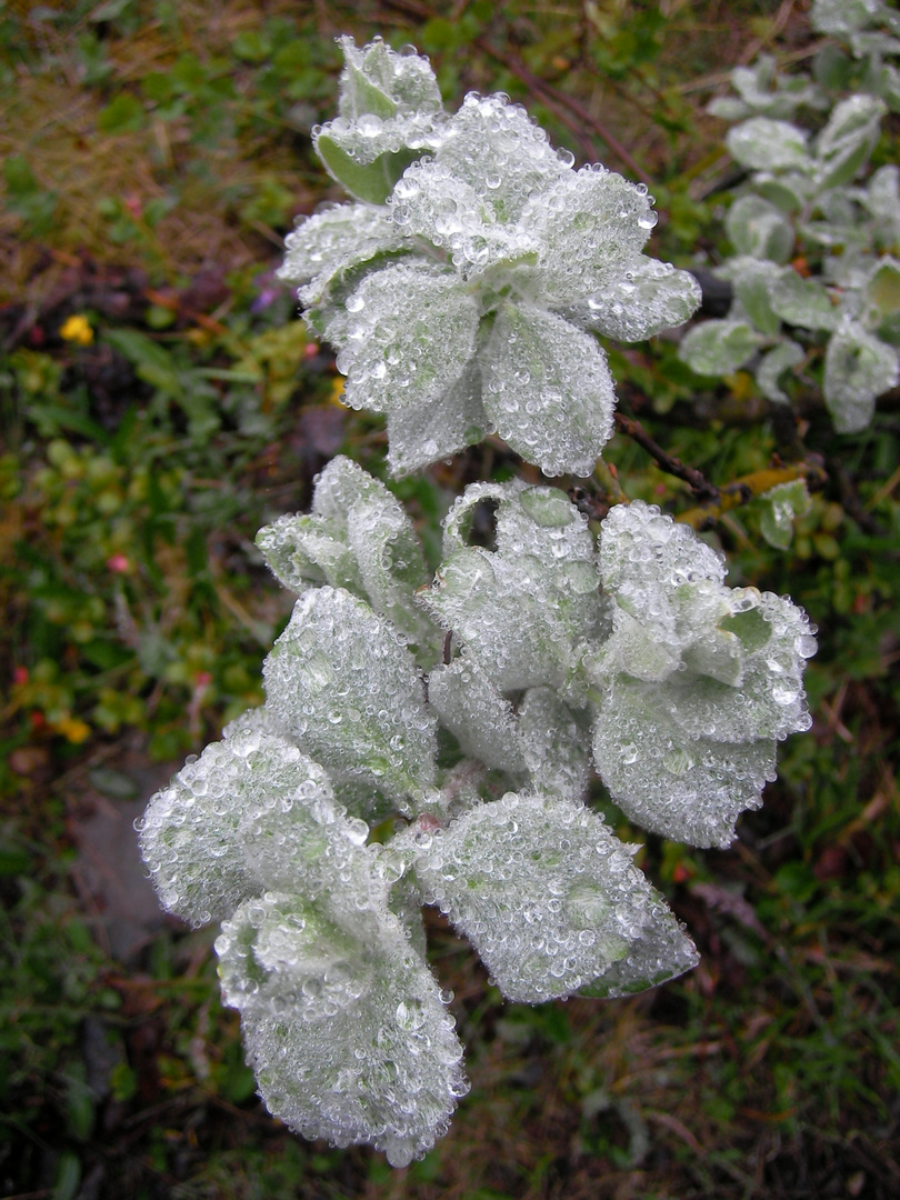 Flauschig