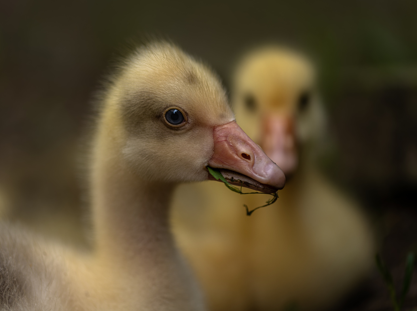 Flauschig