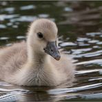 flauschig