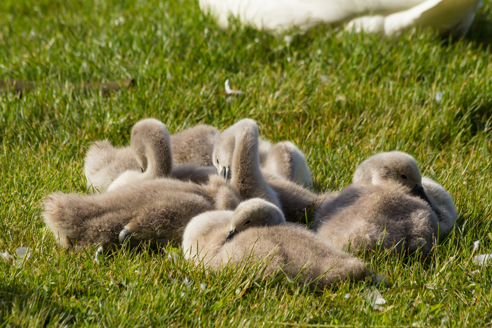 Flauschig