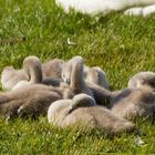 Flauschig