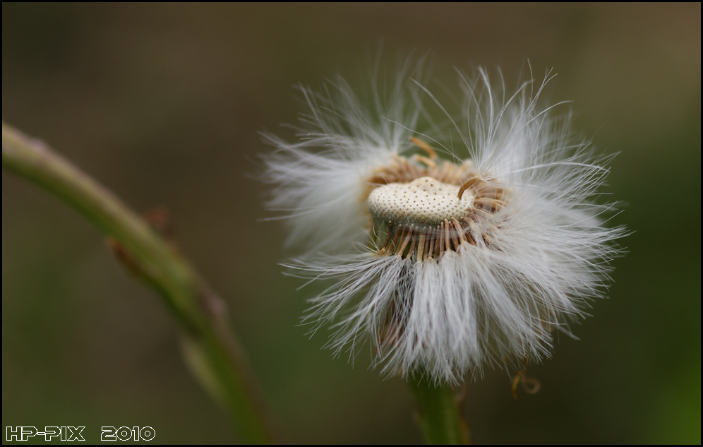 flauschig