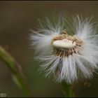 flauschig