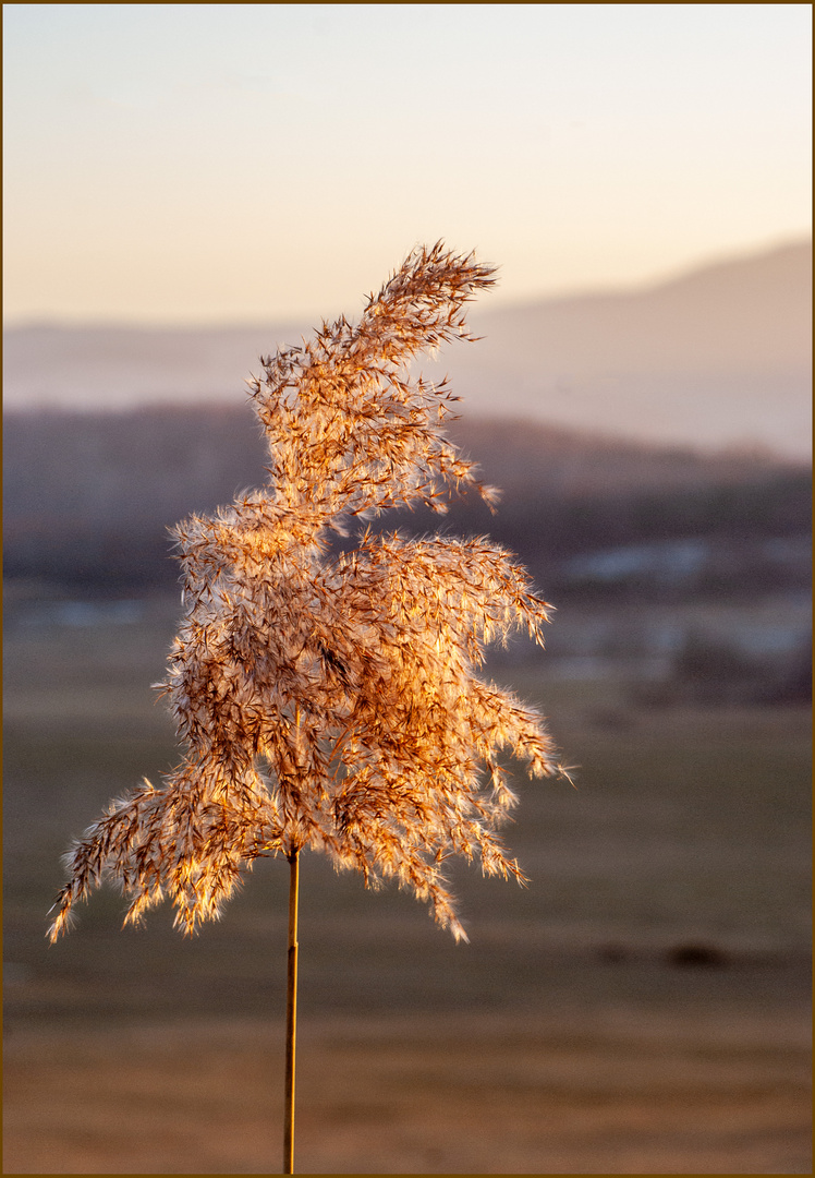 Flauschig