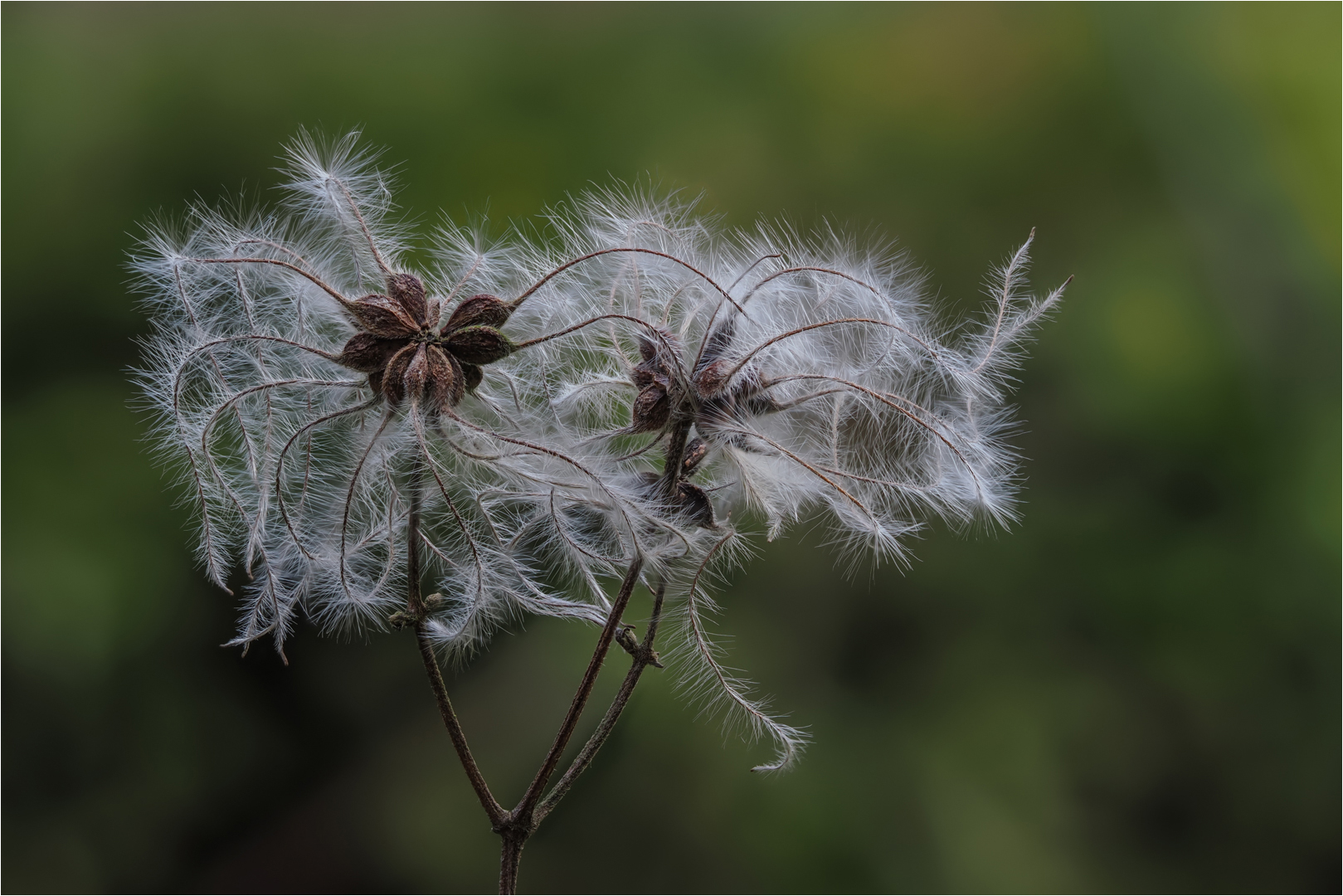 Flauschig