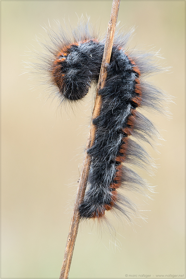 flauschig