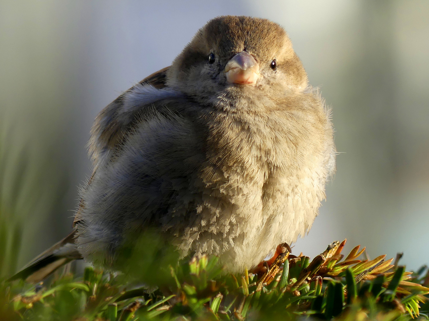 flauschig