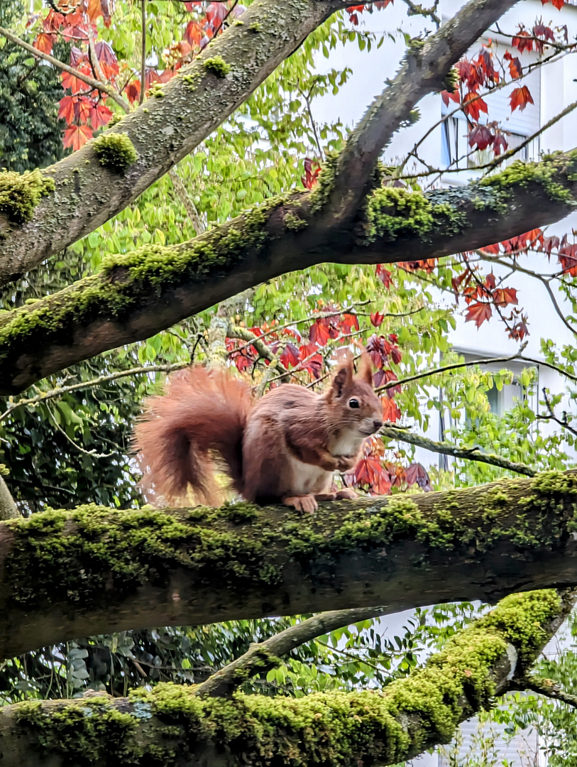 flauschig