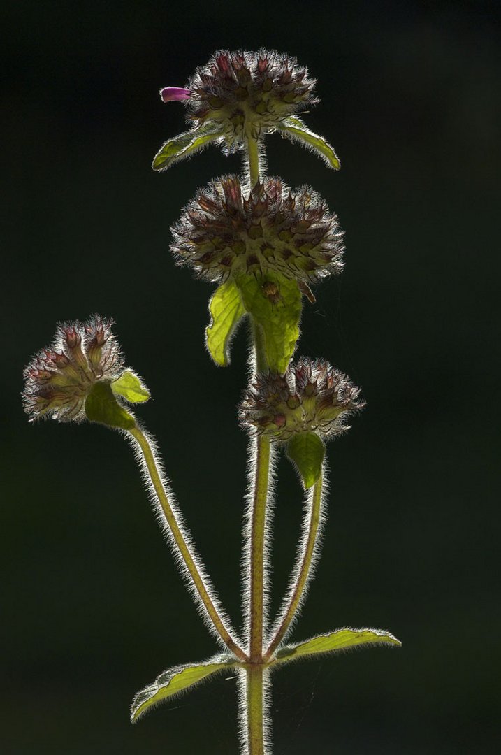 Flauschig