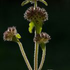 Flauschig