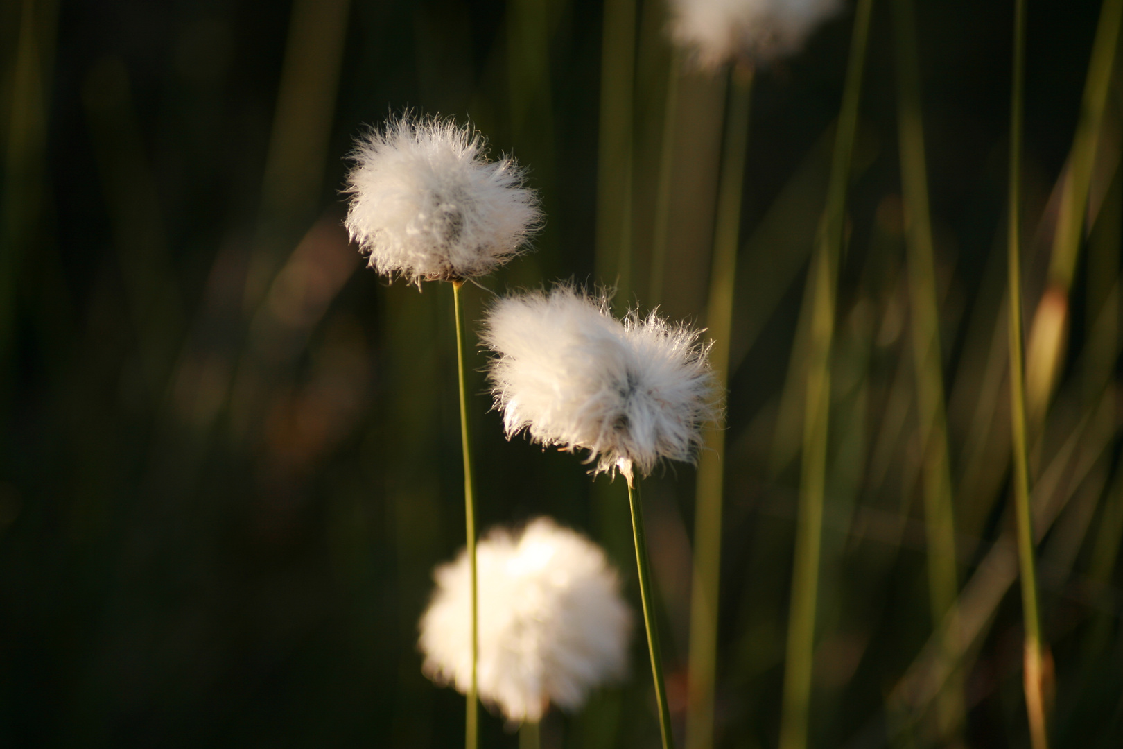 Flauschig