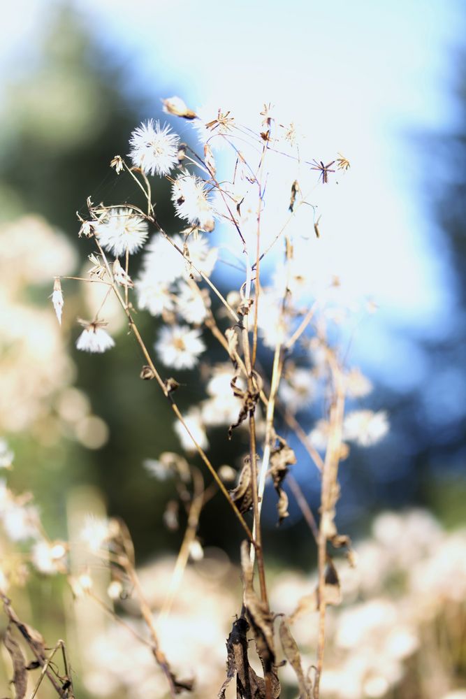 Flauschig