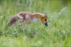 flauschig