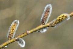 Flauschig