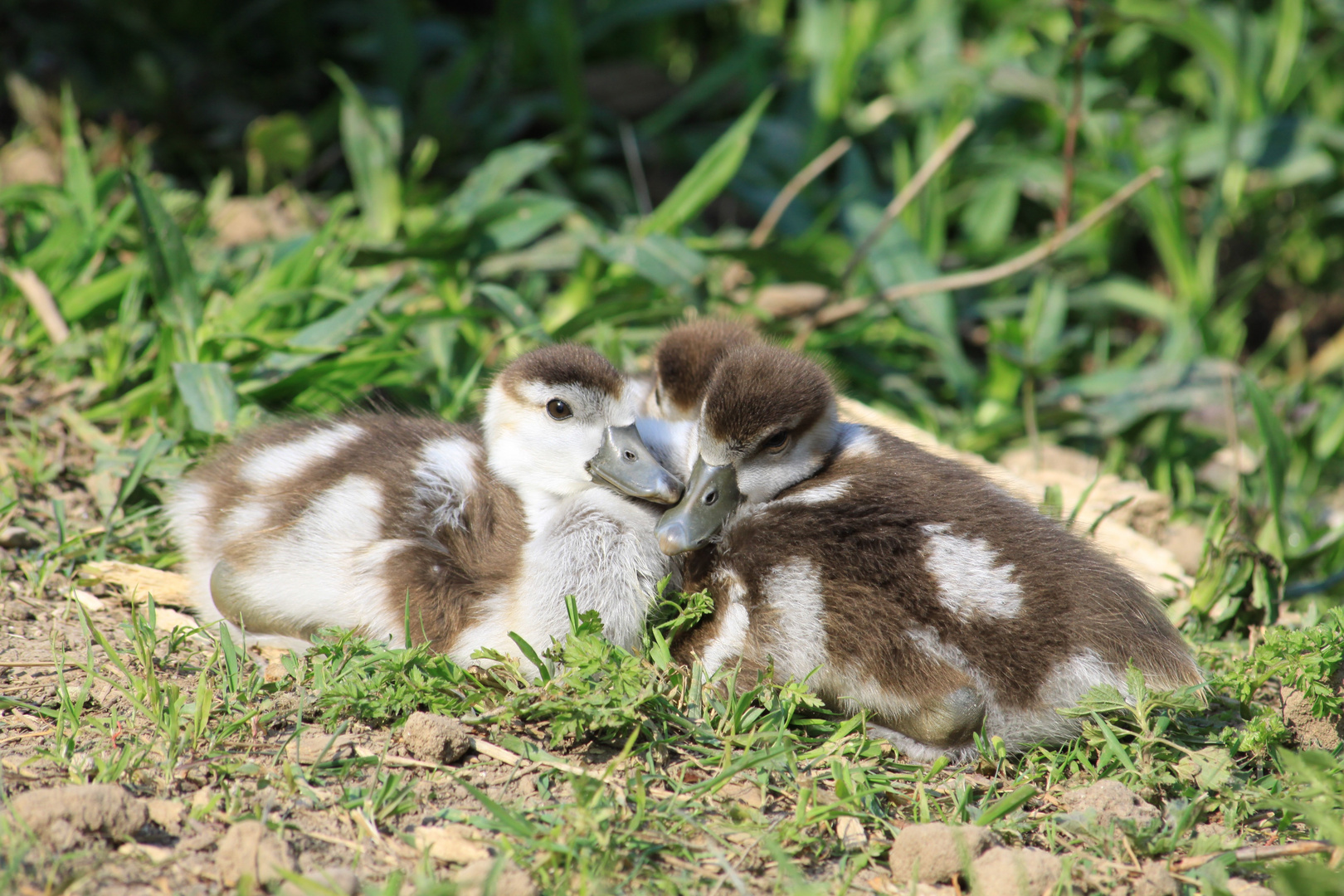 Flauschig...