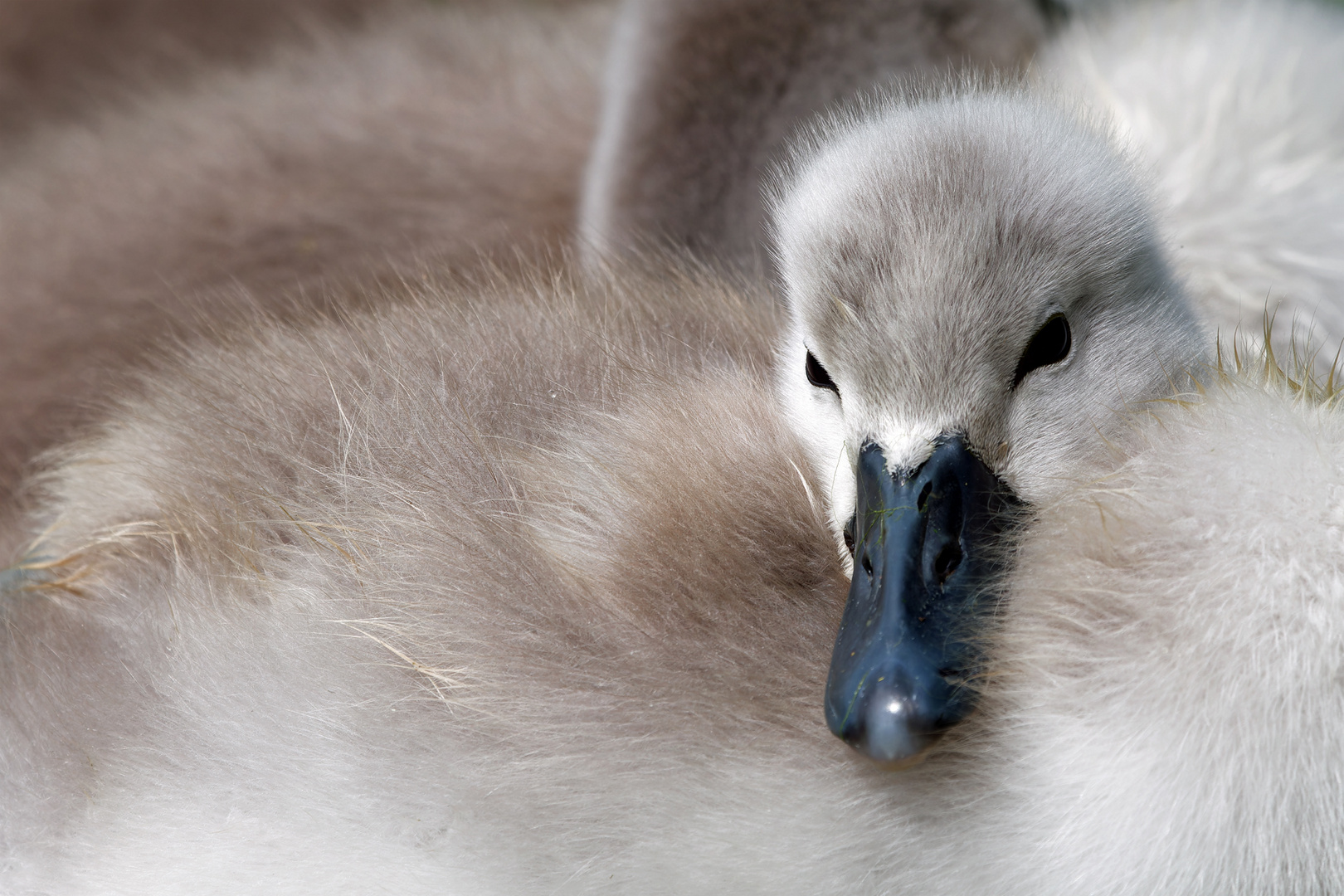 Flauschig