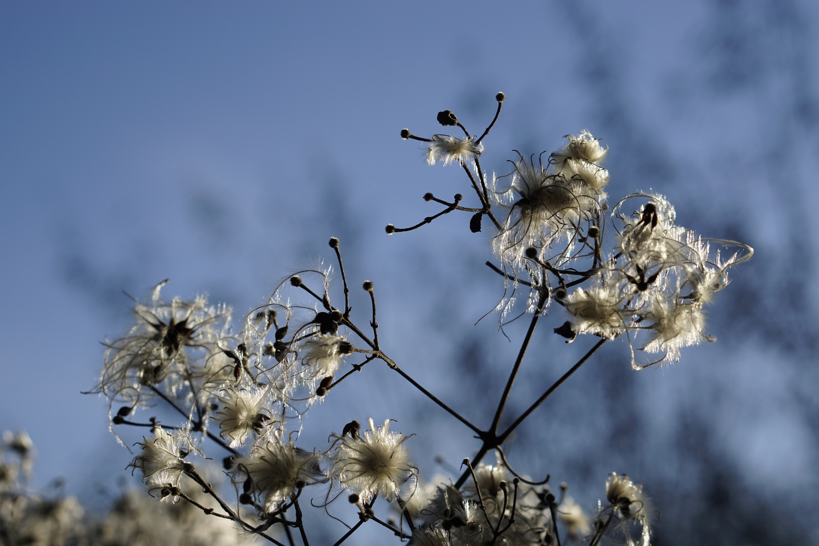 Flauschig