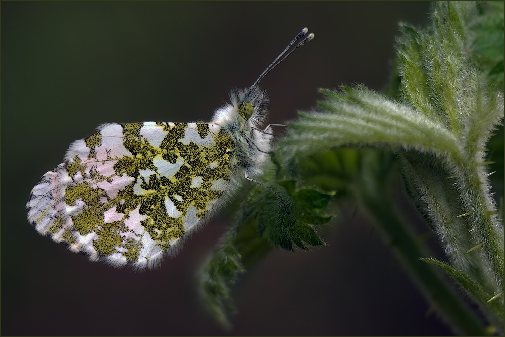 Flauschig