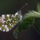 Flauschig