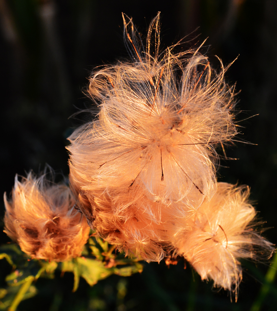 Flauschig