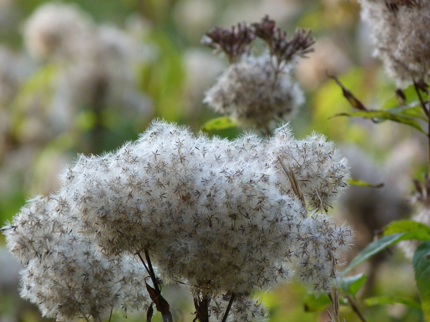 flauschig