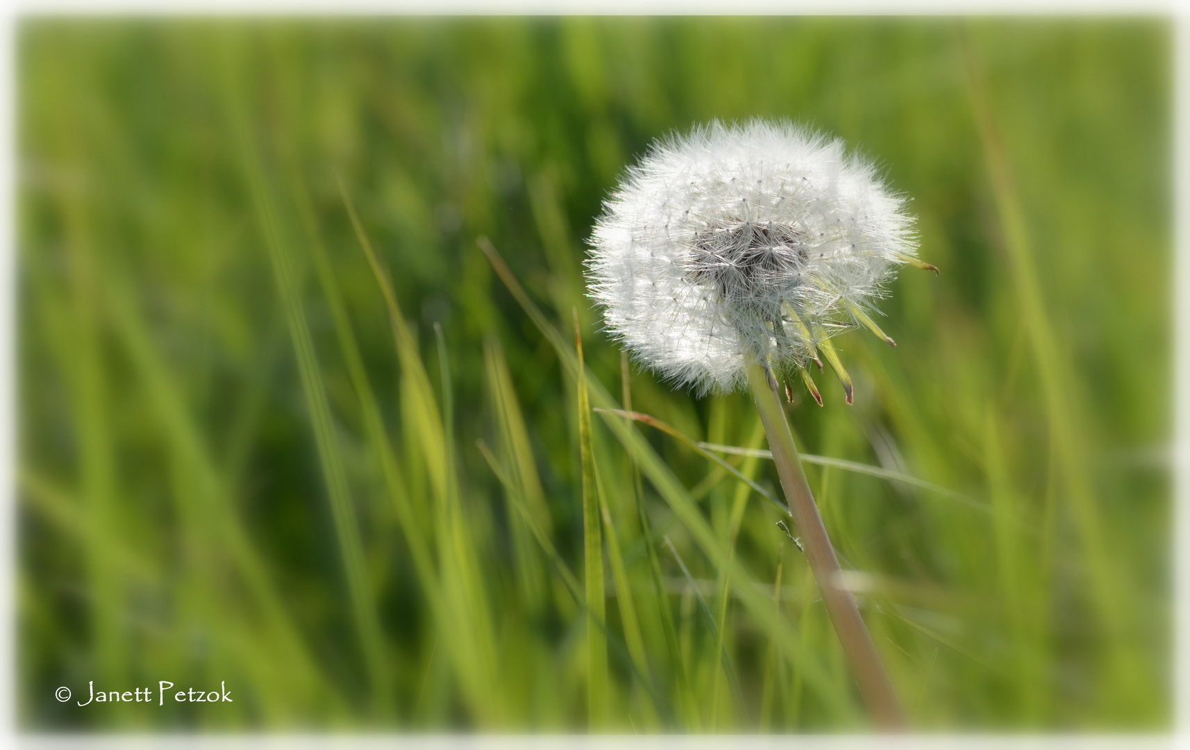 flauschig...