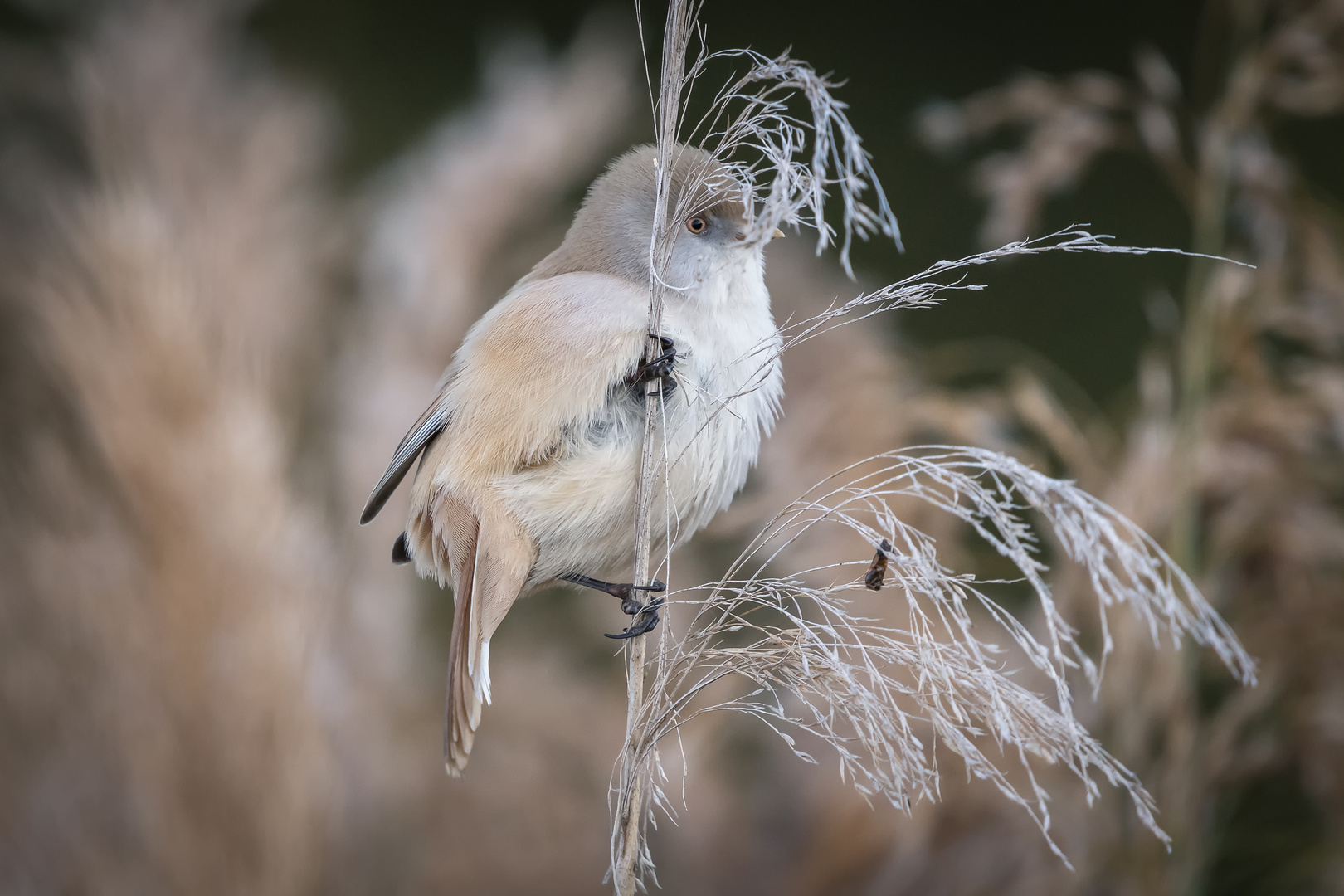 Flauschig