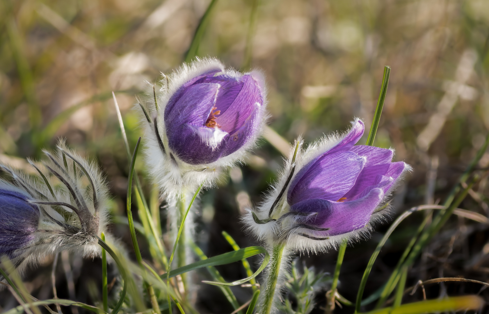 Flauschig