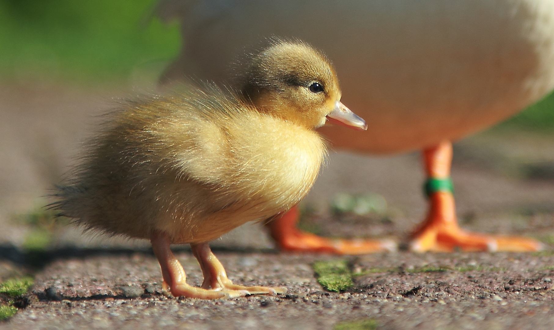 flauschig