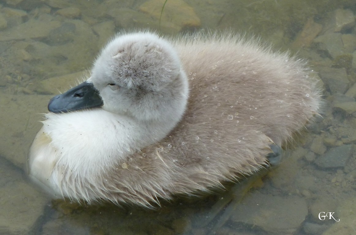 Flauschig