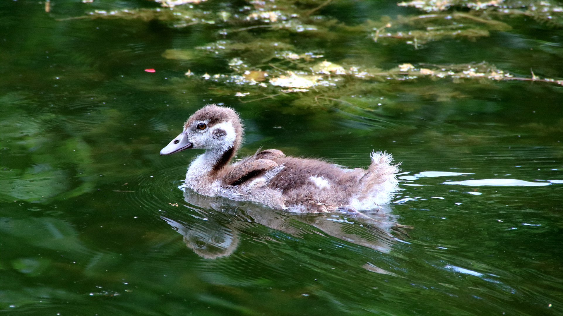 ° Flauschig °