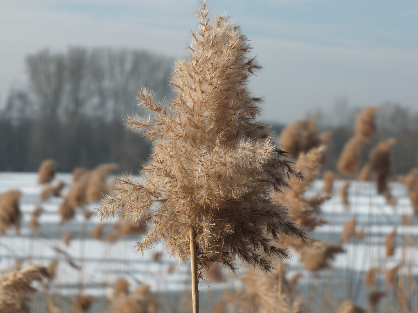 Flauschig