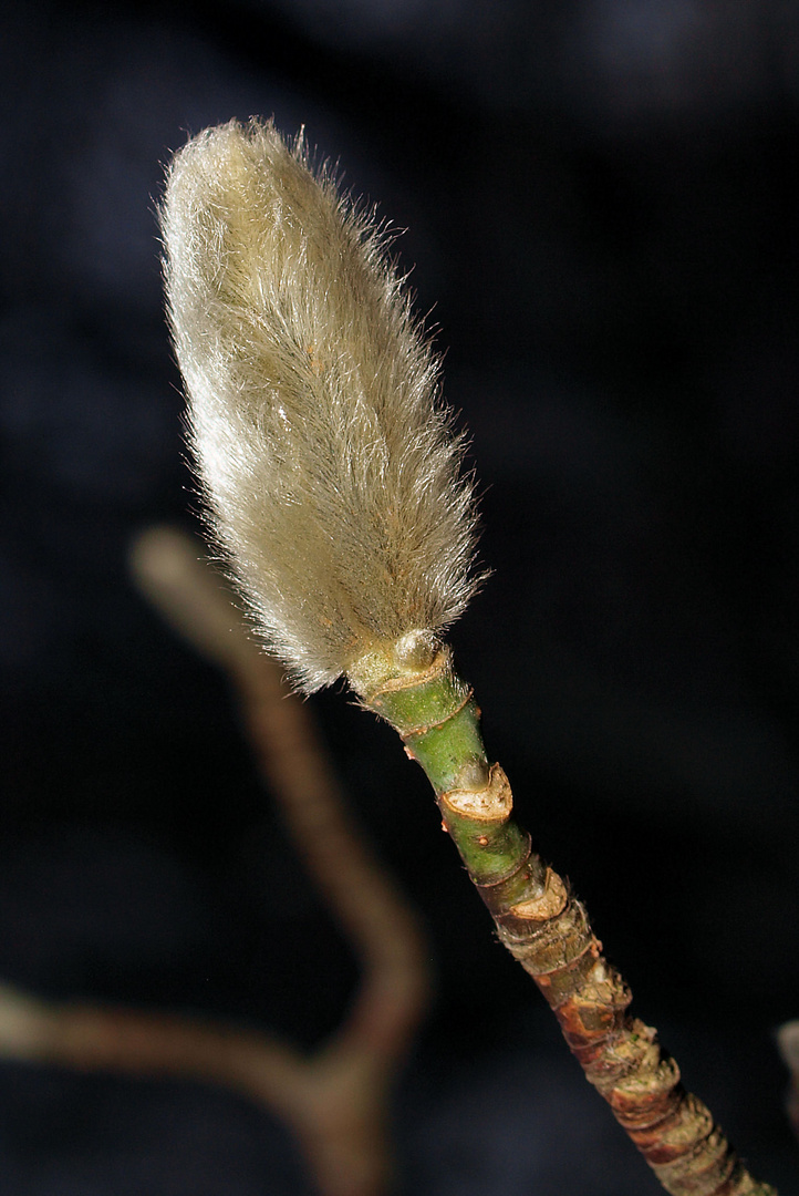 Flauschig