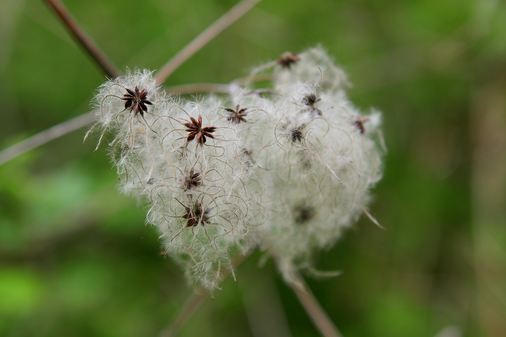 Flauschig...