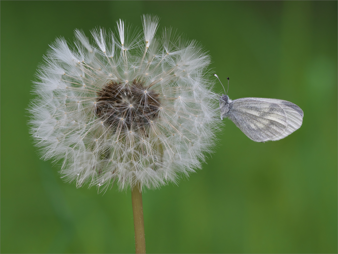 Flauschig