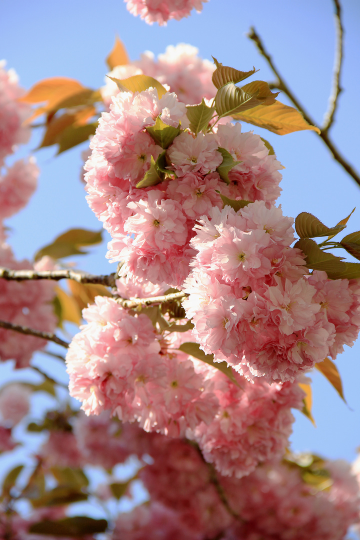 flauschig