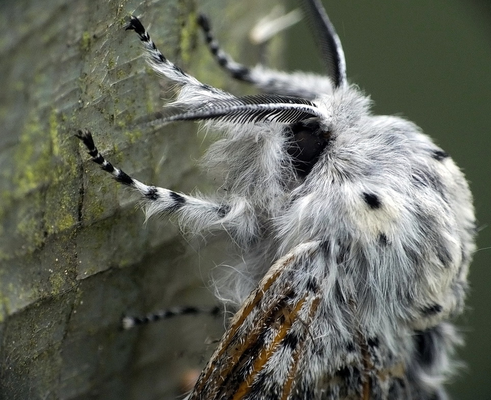 Flauschig