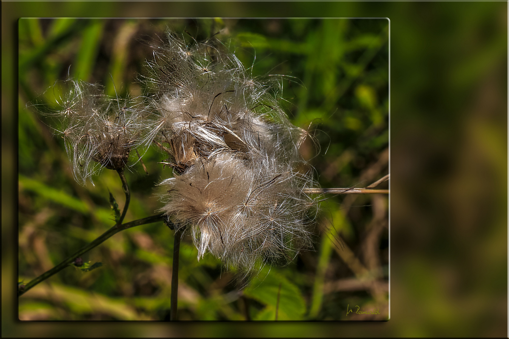 Flauschig