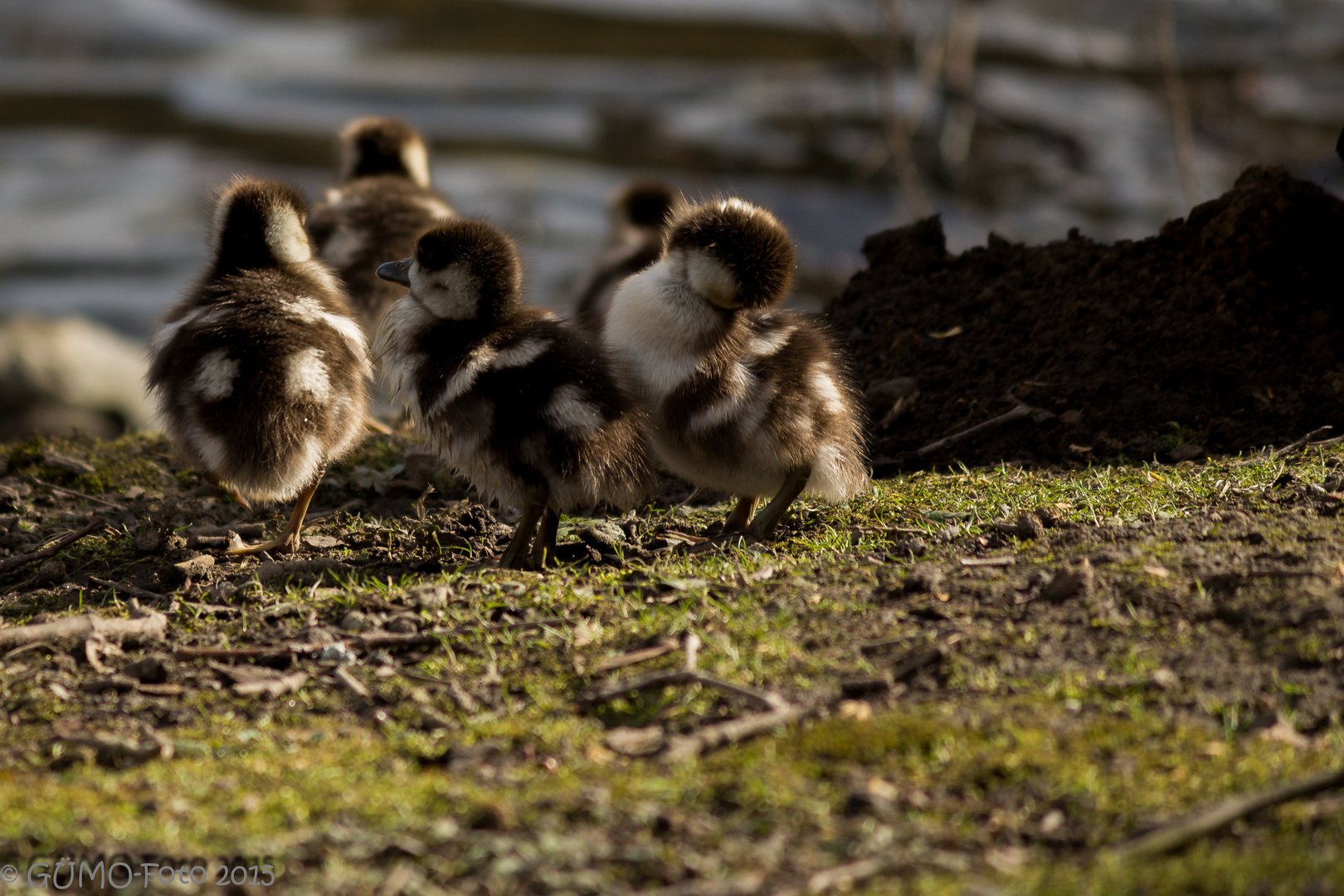 flauschig